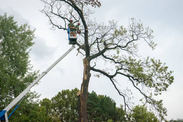 Best Firewood Processing and Delivery  in South Wilton, CT