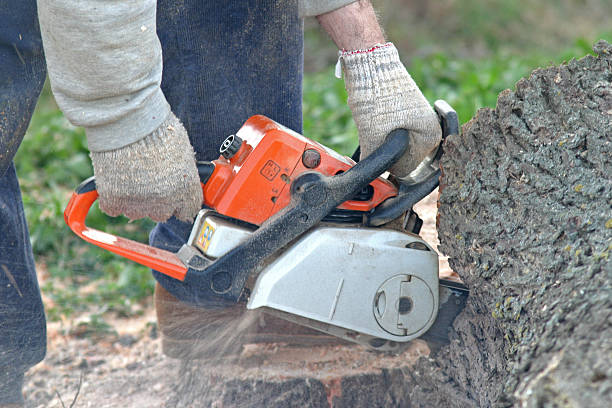 Best Tree Risk Assessment  in South Wilton, CT