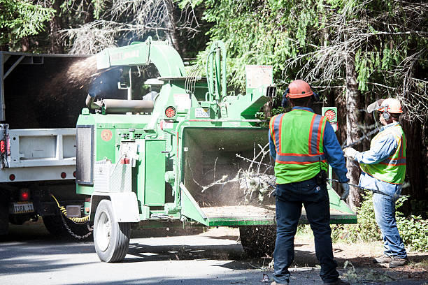 Best Stump Grinding and Removal  in South Wilton, CT