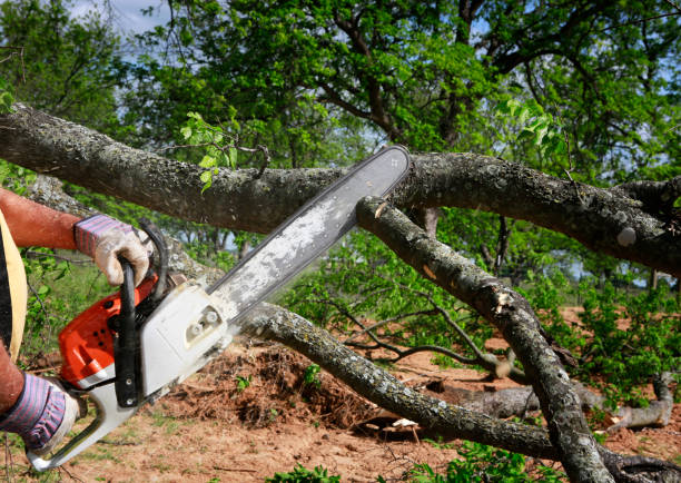 How Our Tree Care Process Works  in  South Wilton, CT